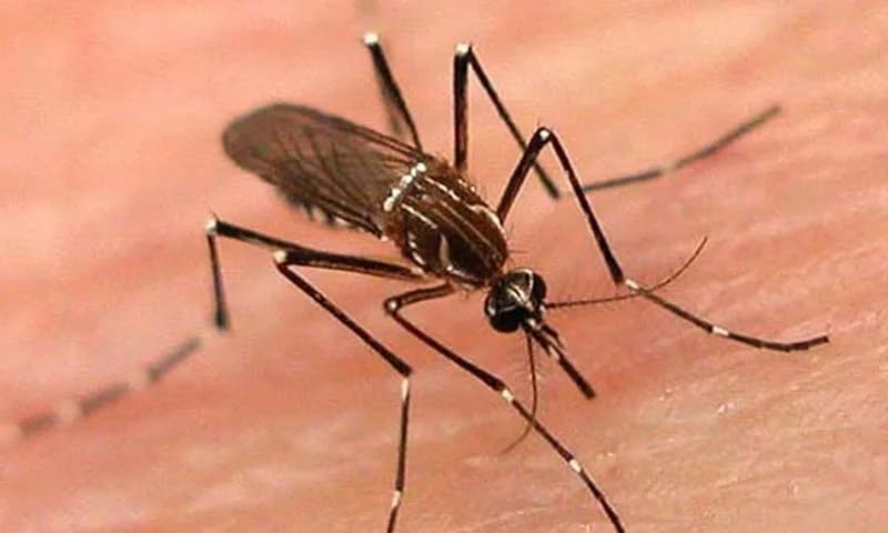 KP Reports Record Daily Dengue Cases as Kohat Outbreak Intensifies