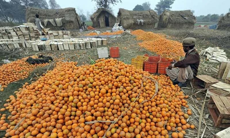 Pakistan Plans Five-Year Roadmap to Boost Kinnow Exports